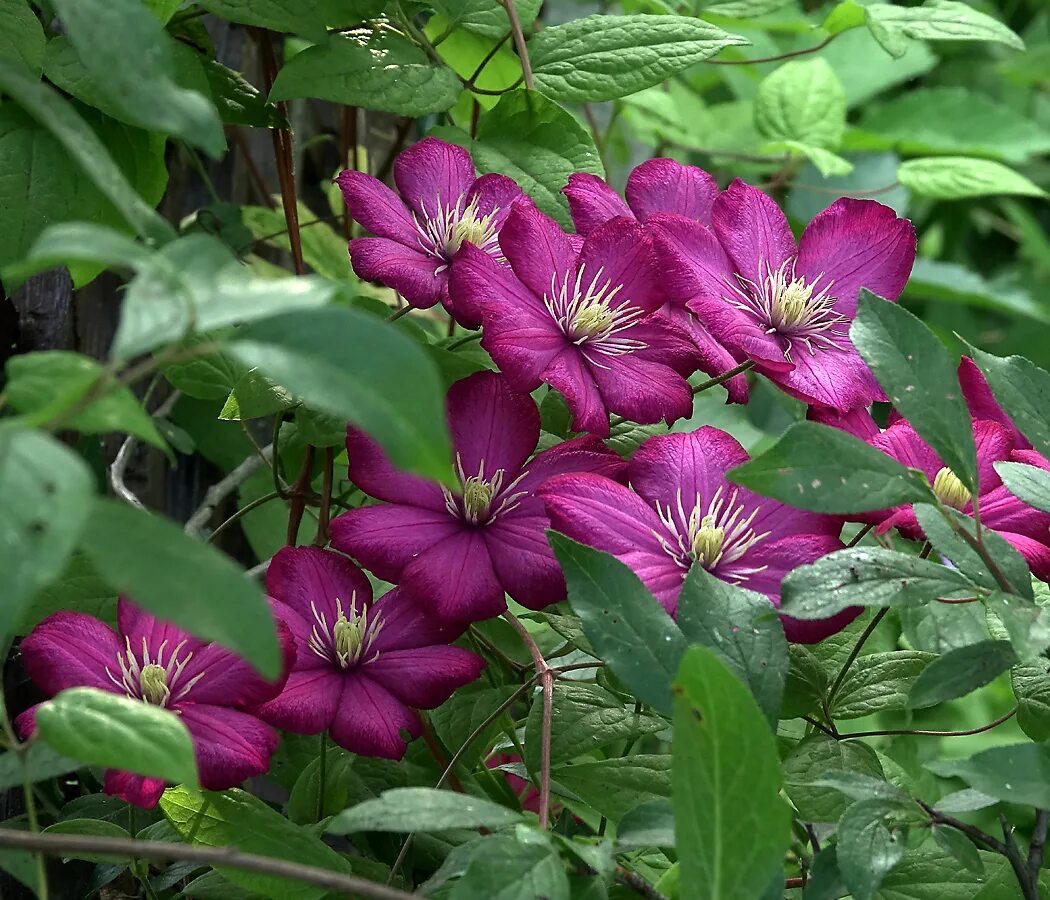 Лесной клематис фото Воронежский плодово-ягодный питомникЯн III Собески