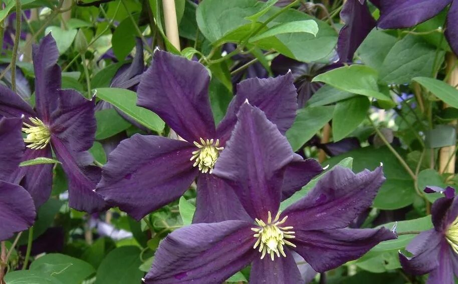 Лесной клематис фото Clematis_Romantika