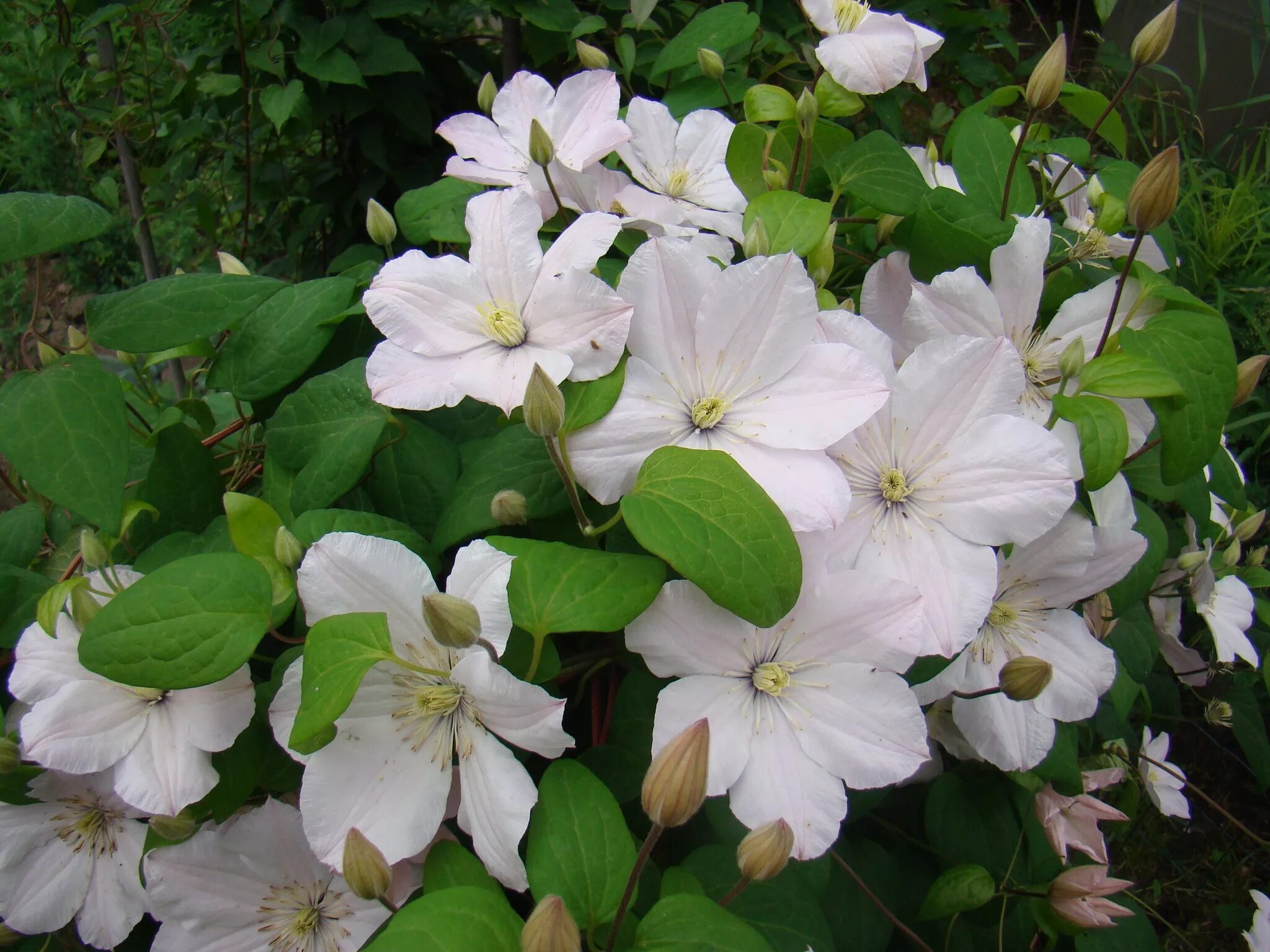 Лесной клематис фото Коллекционный объект БСИ ДВО РАН: Clematis Viticella(Сорт:Лесная опера)
