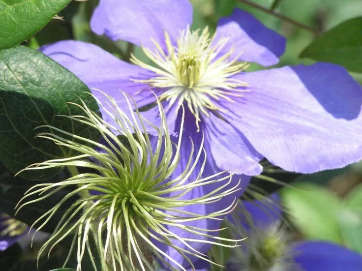 Лесной клематис фото Clematis are among the most decorative and spectacular of all the flowering vine
