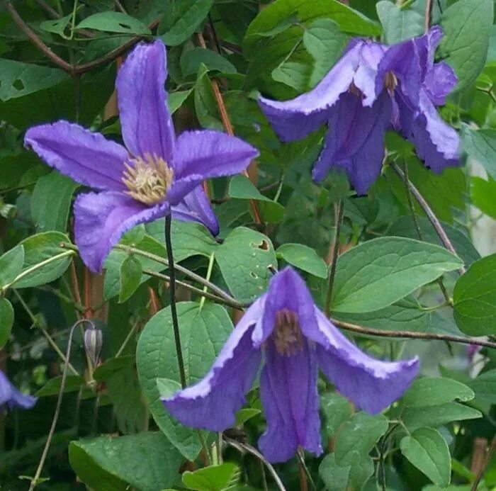 Лесной клематис фото Clematis 'Blue Boy' Clematis, Clematis vine, Heritage rose