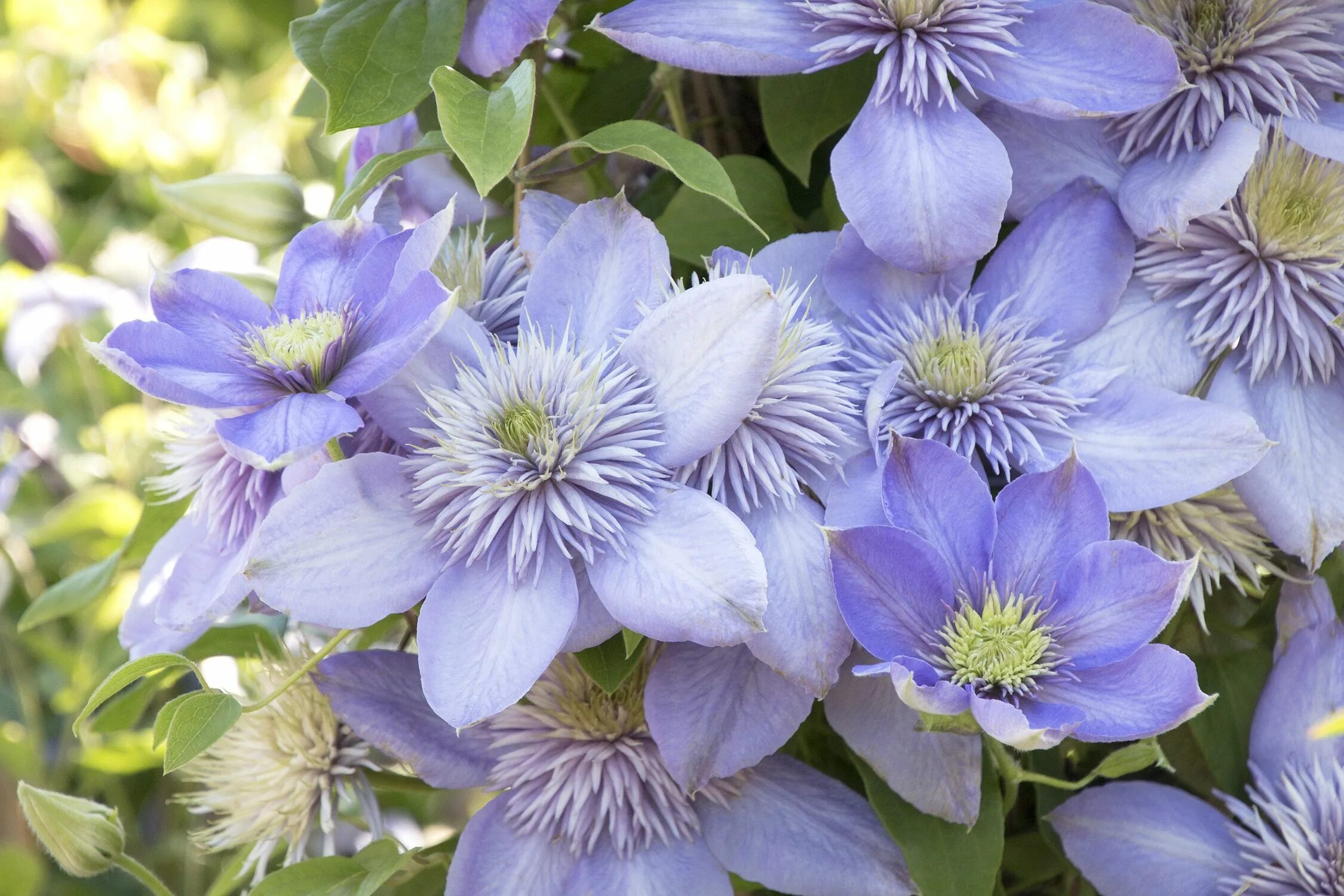 Лесной клематис фото Blue Light ® Clematis Garten