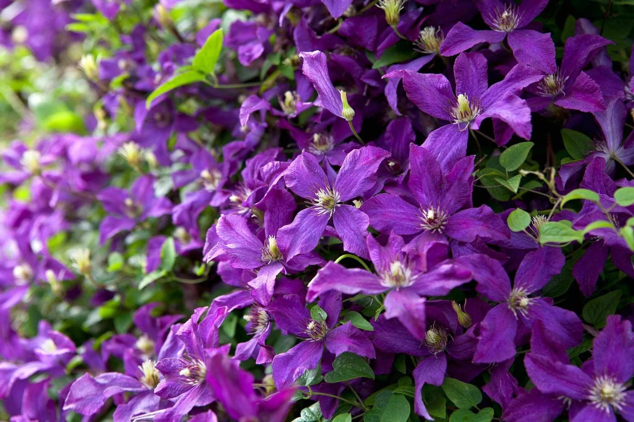 Лесной клематис фото Clematis 'Polish Spirit' Clematis, Clematis varieties, Plants to attract humming