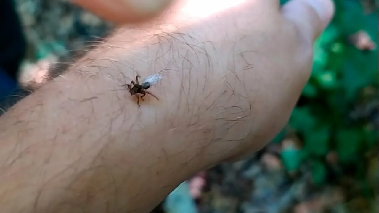 Лесной клещ фото в натуральную величину Ночуем в лесу. Лосиный клещ атакует. Строим новый лагерь. Часть 1 - YouTube