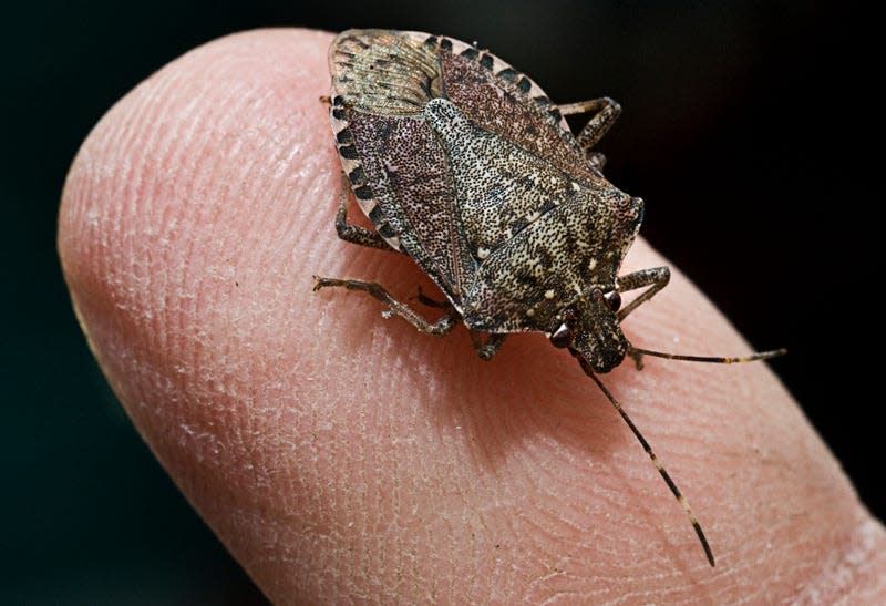Лесной клоп фото 10 Bugs Scientists Want You to Squash Immediately
