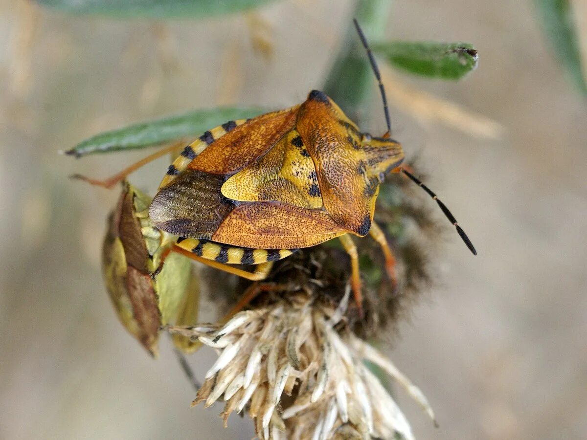 Лесной клоп фото Файл:Carpocoris purpureipennis.jpg - Википедия