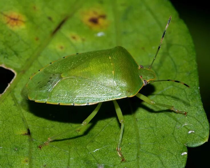 Лесной клоп фото зеленый Acrosternum hilare - Green Stinkbug
