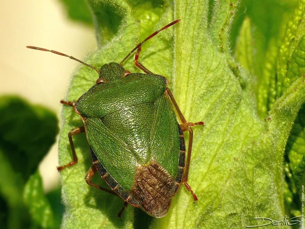 Лесной клоп фото зеленый Formidable camouflage ! Punaise verte - Palomena Prasina - Green shield bug Puna