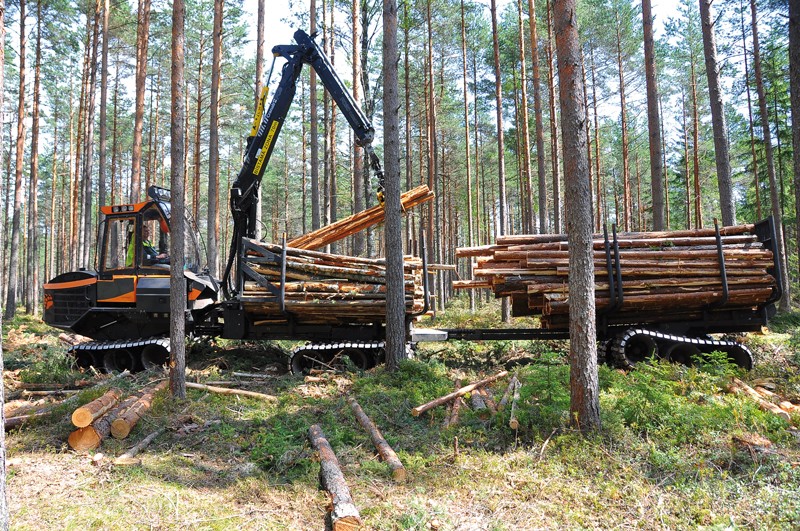 Лесной комплекс фото Российский стандарт FSC упростят Лесной комплекс