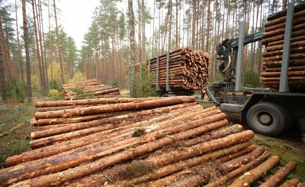 Лесной комплекс фото Лесопромышленный комбинат, пиломатериалы, ул. Лещева, 2, рабочий посёлок Кадуй -