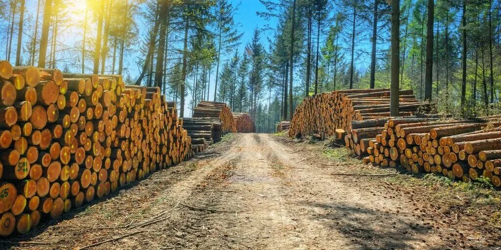 Лесной комплекс фото Частная пилорама, lumber, Moscow Region, Solnechnogorsk Urban District, derevnya
