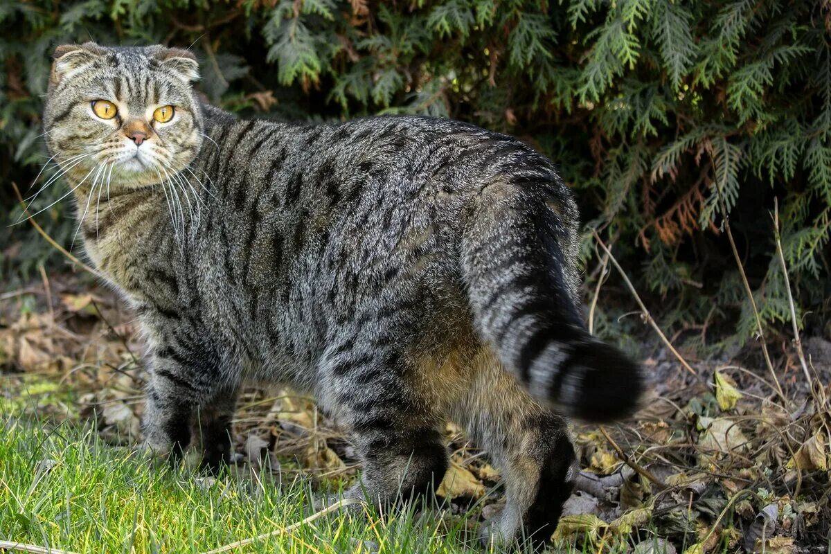 Лесной кот фото домашний Шотландская вислоухая кошка - происхождение породы. По секрету - всему свету Дзе