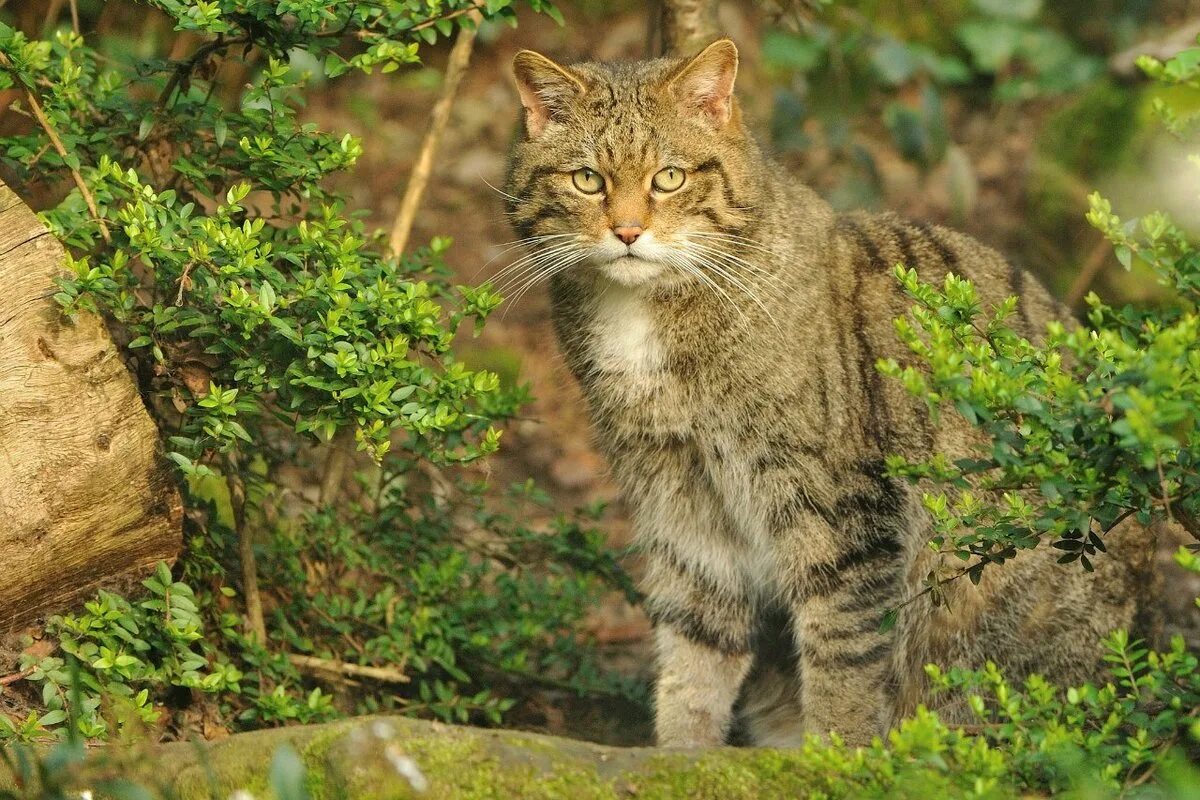 Лесной кот фото домашний Красная книга Ингушетии - кот лесной Минприроды Республики Ингушетия