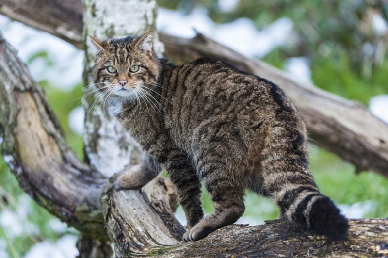 Лесной кот фото домашний Ответы Mail.ru: В коком веке и от куда на Руси образовались кошки?
