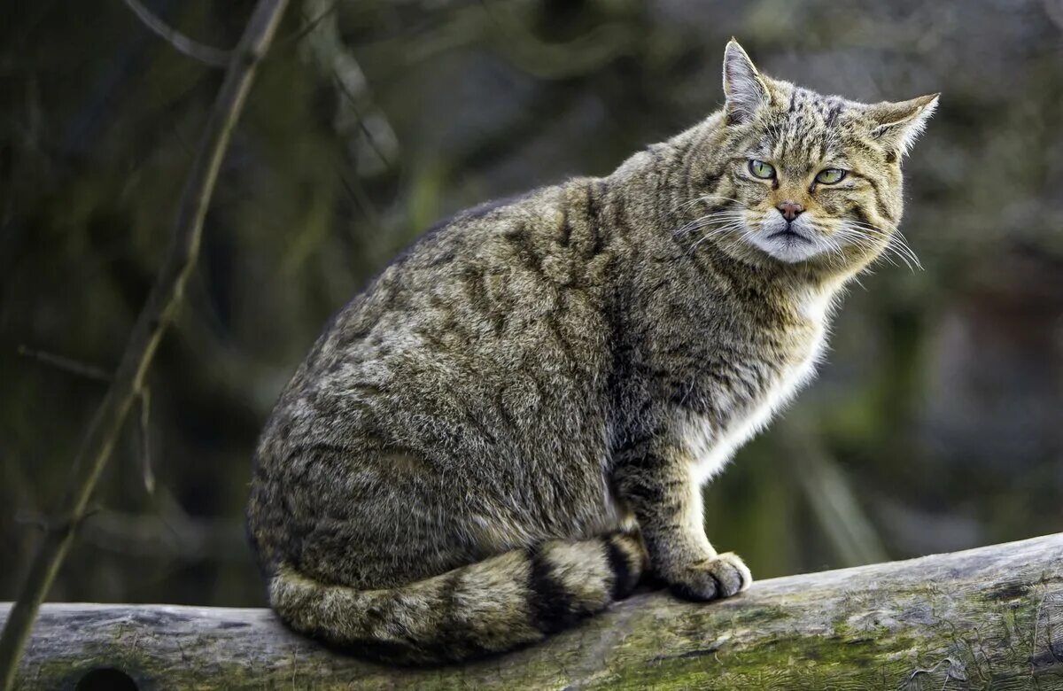 Лесной кот фото и описание Красная книга Ингушетии - кот лесной Минприроды Республики Ингушетия