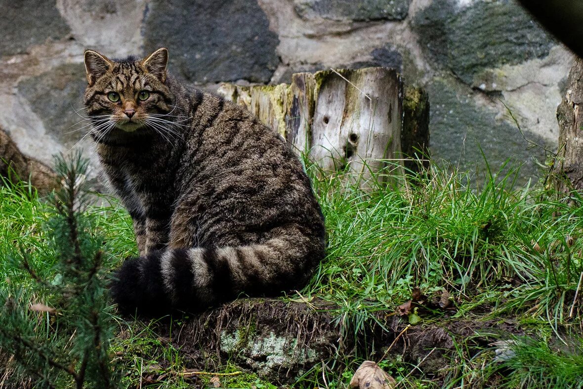 Лесной кот фото и описание Scotland's 'Highland tiger' is a cat on the brink - can we save it? Conservation
