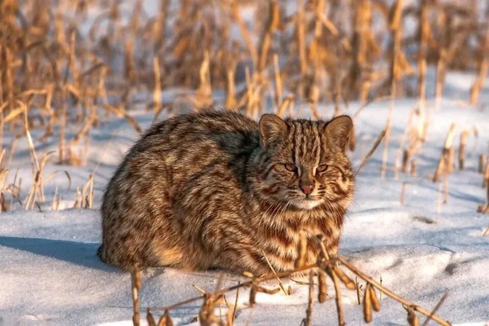 Лесной кот фото и описание Потянуло на зелень: пасущегося амурского лесного кота заметили в Приамурье - KP.
