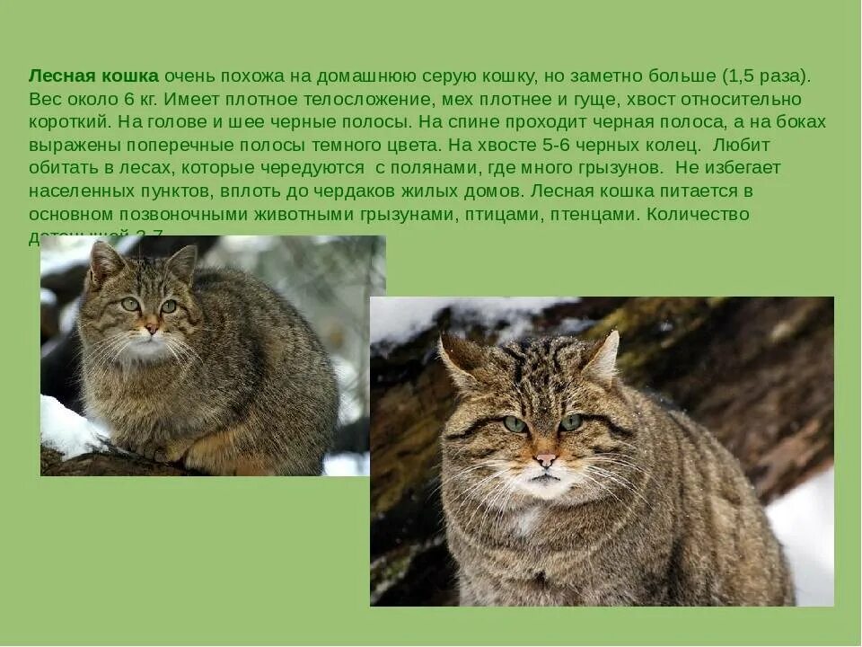 Лесной кот фото и описание Кавказская лесная кошка описание: найдено 90 изображений