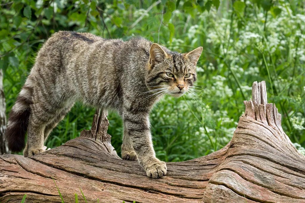 Лесной кот фото и цена Дикий лесной кот: описание с фото, образ жизни и среда обитания животного