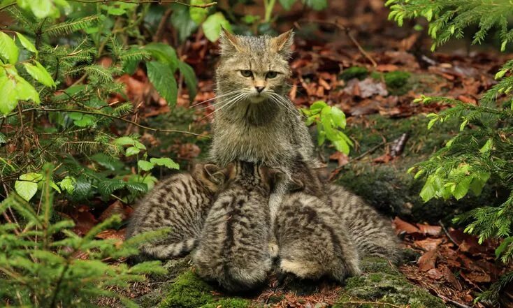 Лесной кот фото животного How wildcats will be reared for release in England and Wales Wild cats, Kittens,
