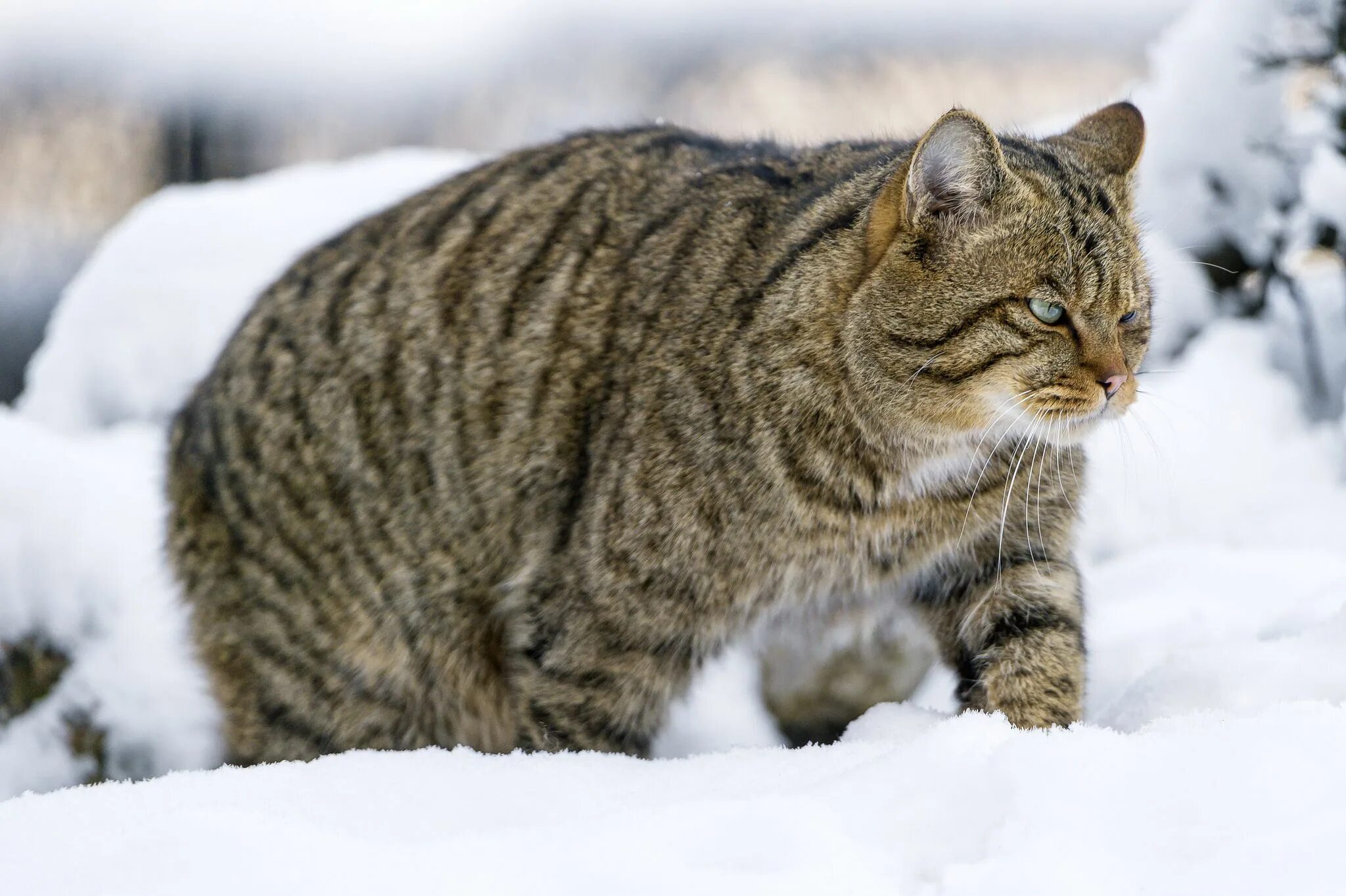 Лесной кот фото животного Wild cat walking in the snow II Cat walk, Cats, Interesting animals