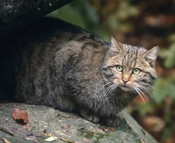 Лесной кот краснодарского края фото Дикие кошки: Европейская дикая лесная кошка (Felis silvestris) - Мастерок.жж.рф 