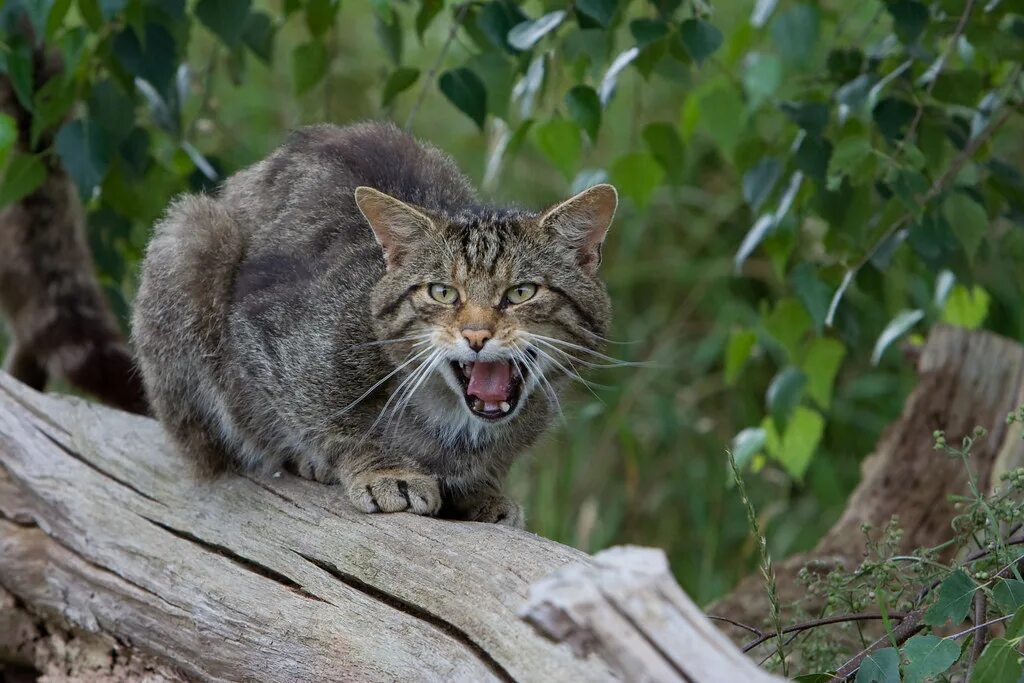 Лесной кот краснодарского края фото Scottish Wildcat Not your average tabby cat! This image is. Flickr