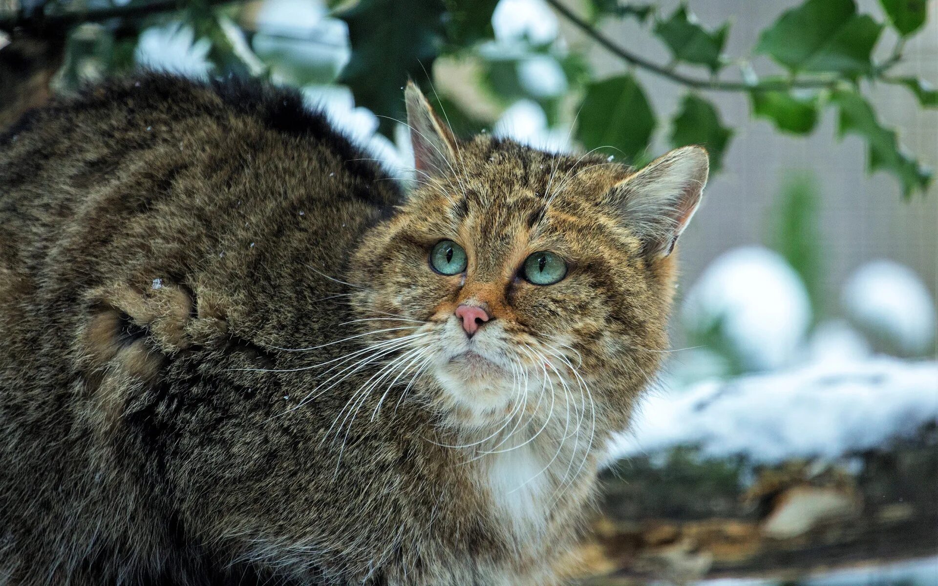 Лесной кот краснодарского края фото Download wallpaper winter, cat, look, leaves, snow, portrait, branch, spring, se