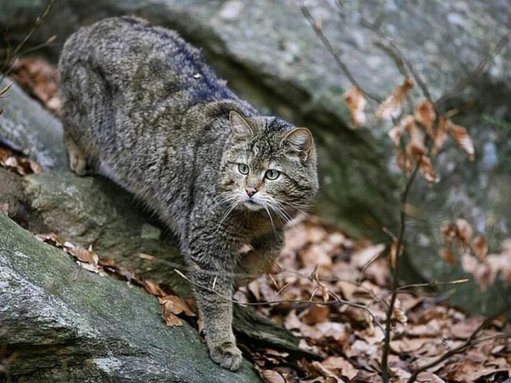 Лесной кот краснодарского края фото Science et nature