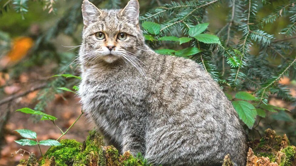Лесной кот краснодарского края фото Letter demands action over 'UK nature in freefall' - BBC News
