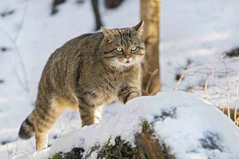 Лесной кот краснодарского края фото Кавказская лесная кошка