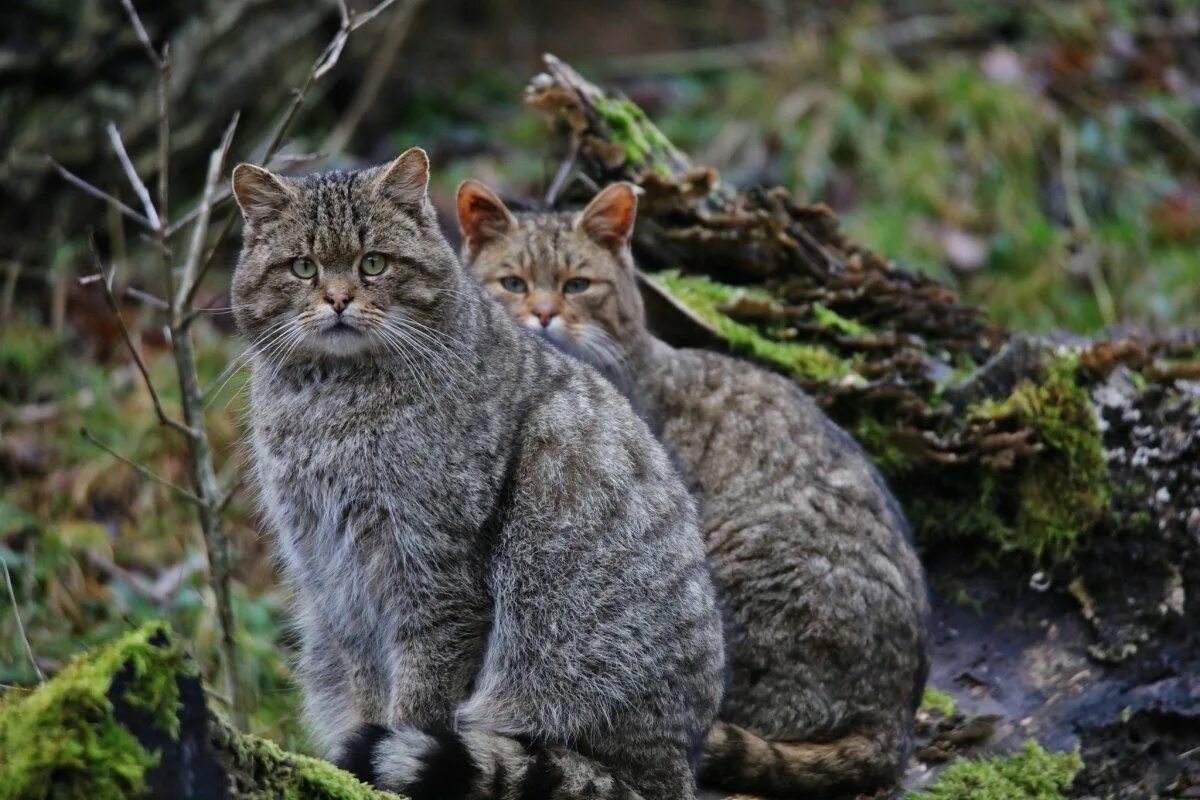 Лесной кот краснодарского края фото Кавказский Лесной кот - 60 фото Wild cats, Animals, Cats