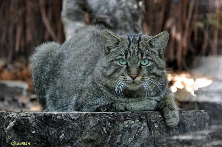 Лесной кот краснодарского края фото Znalezione obrazy dla zapytania felis silvestris silvestris Gatos, Fotografía de
