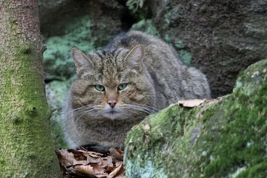 Лесной кот краснодарского края фото Wildcat Cat Преміальні зображення - огляд 166 Стокові фото, векторні зображення 