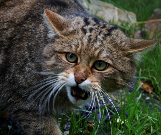 Лесной кот краснодарского края фото The elusive Scottish Wildcat Wild cats, Feline, Animals