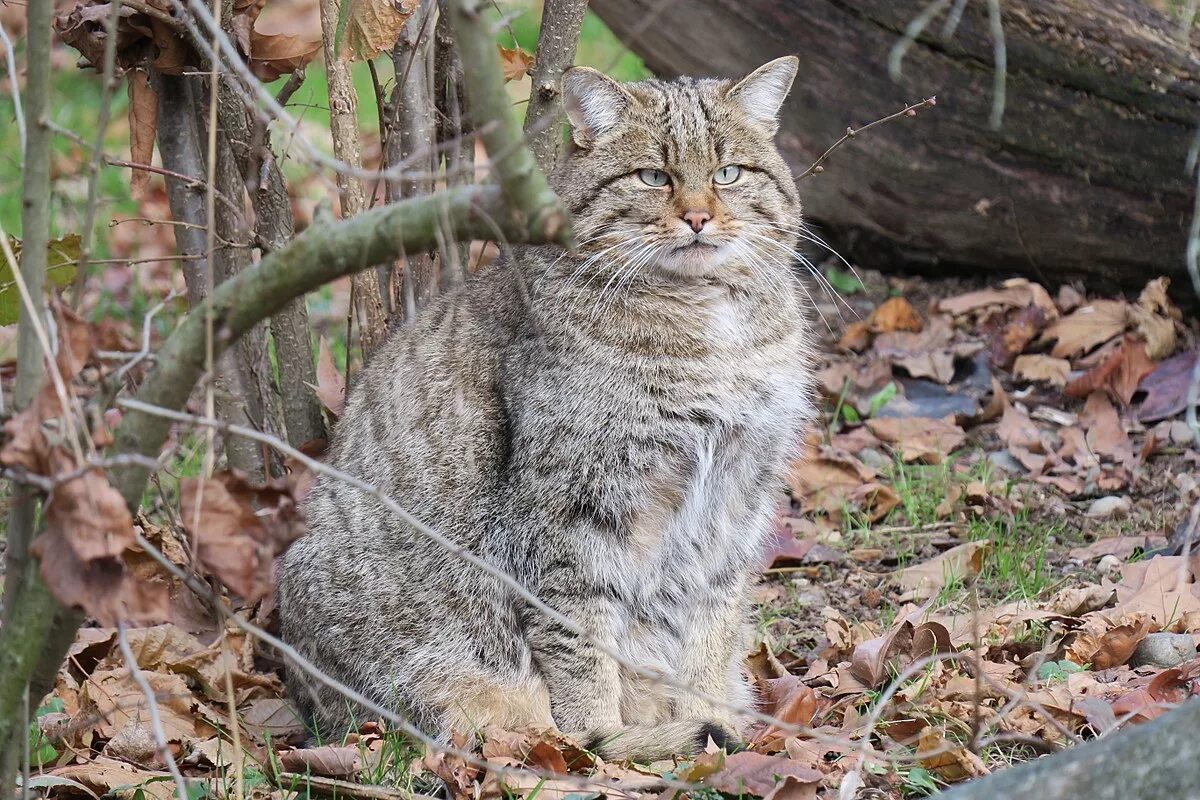 Лесной кот краснодарского края фото File:Wildkatze (Felis silvestris silvestris) im Tierpark Lange Erlen, 2016-12-03