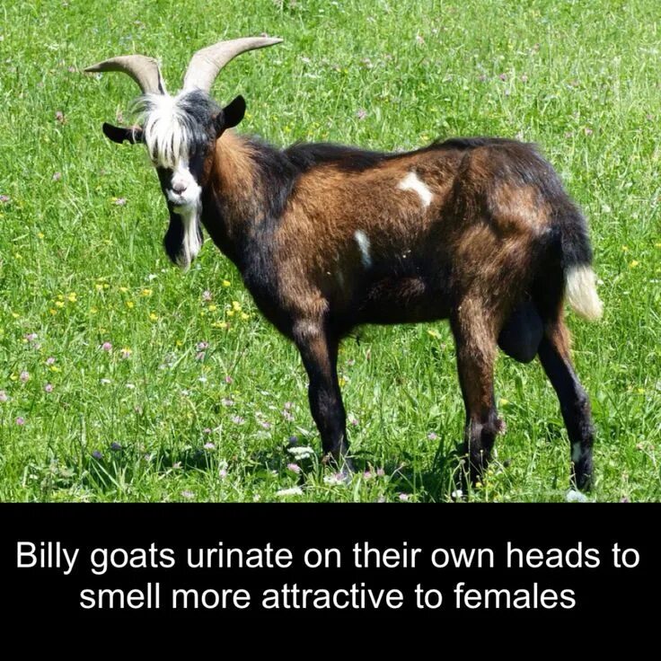 Лесной козел фото These goats urinate on their head. Goats, Animals, Urinal