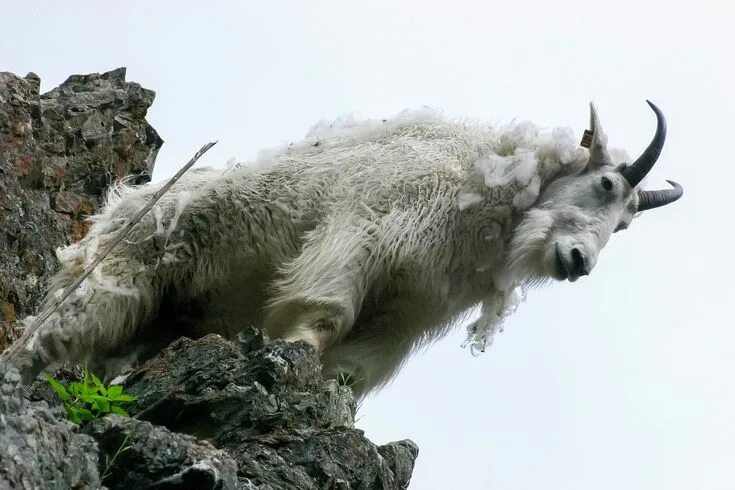 Лесной козел фото Goat Mountains Mountain - Free photo on Pixabay Animal habitats, Goats, Animals