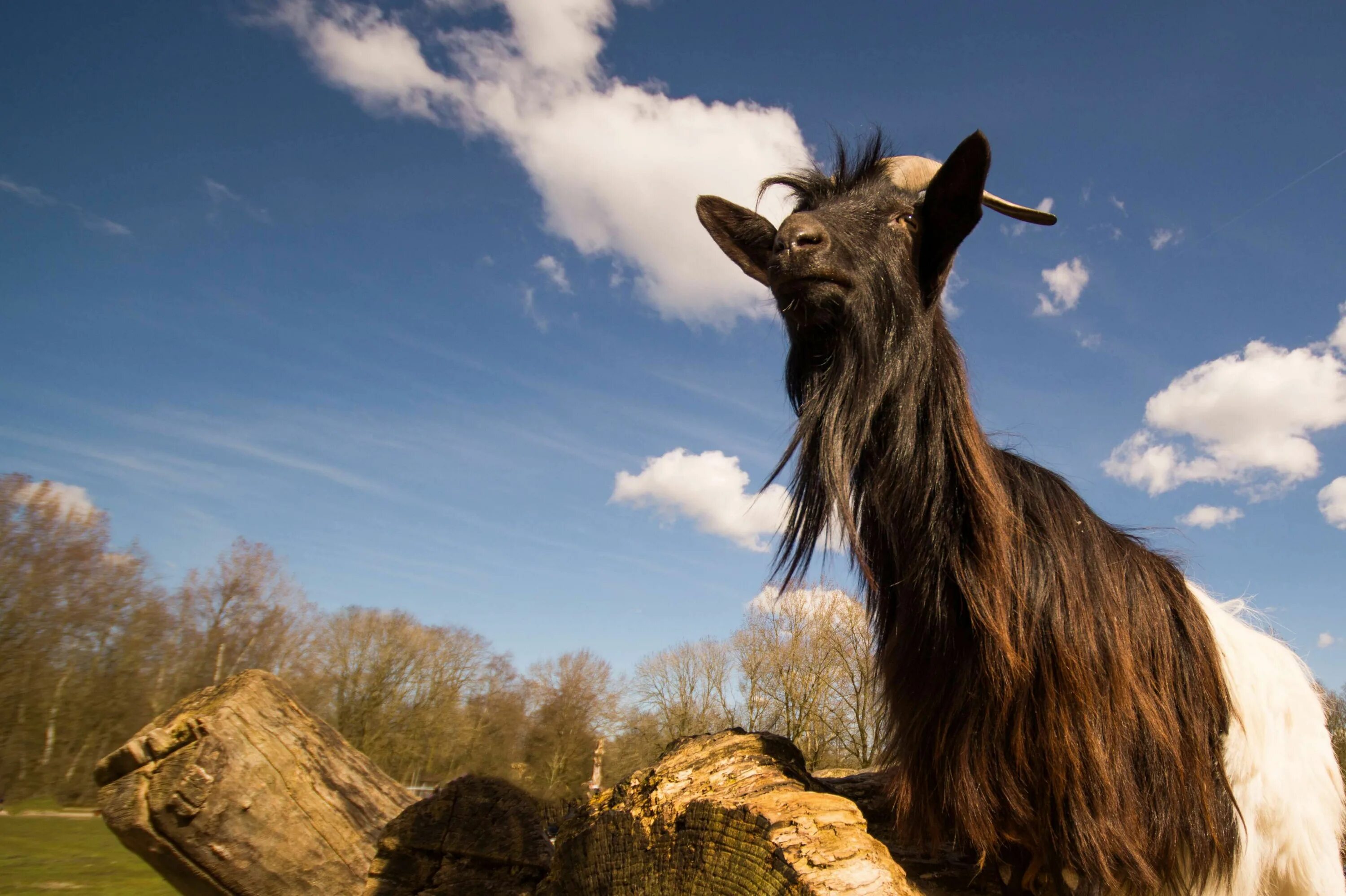 Лесной козел фото #animal #goat #zoo Goats, Animal sanctuary, Animal pictures