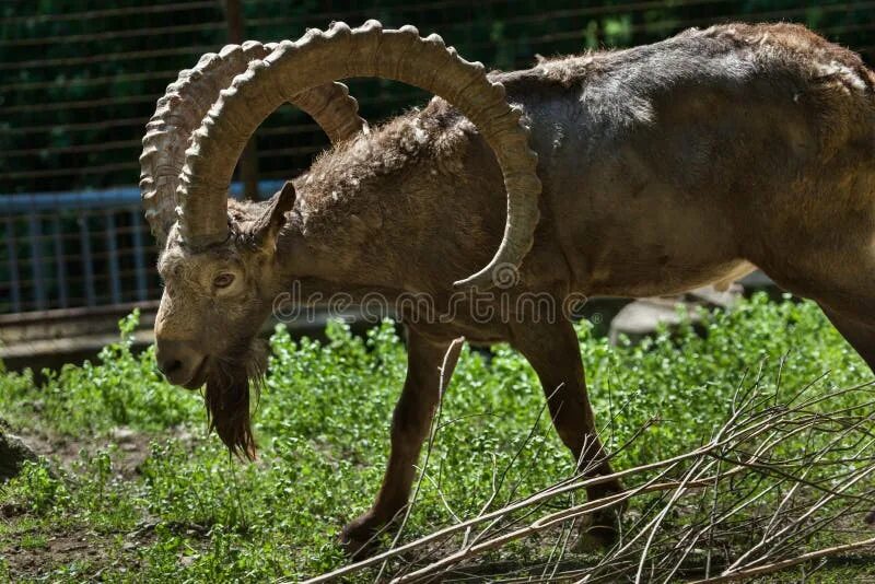 Лесной козел фото Siberian Ibex & X28;Capra Sibirica& X29; Stock Photo - Image of mammal, park: 10