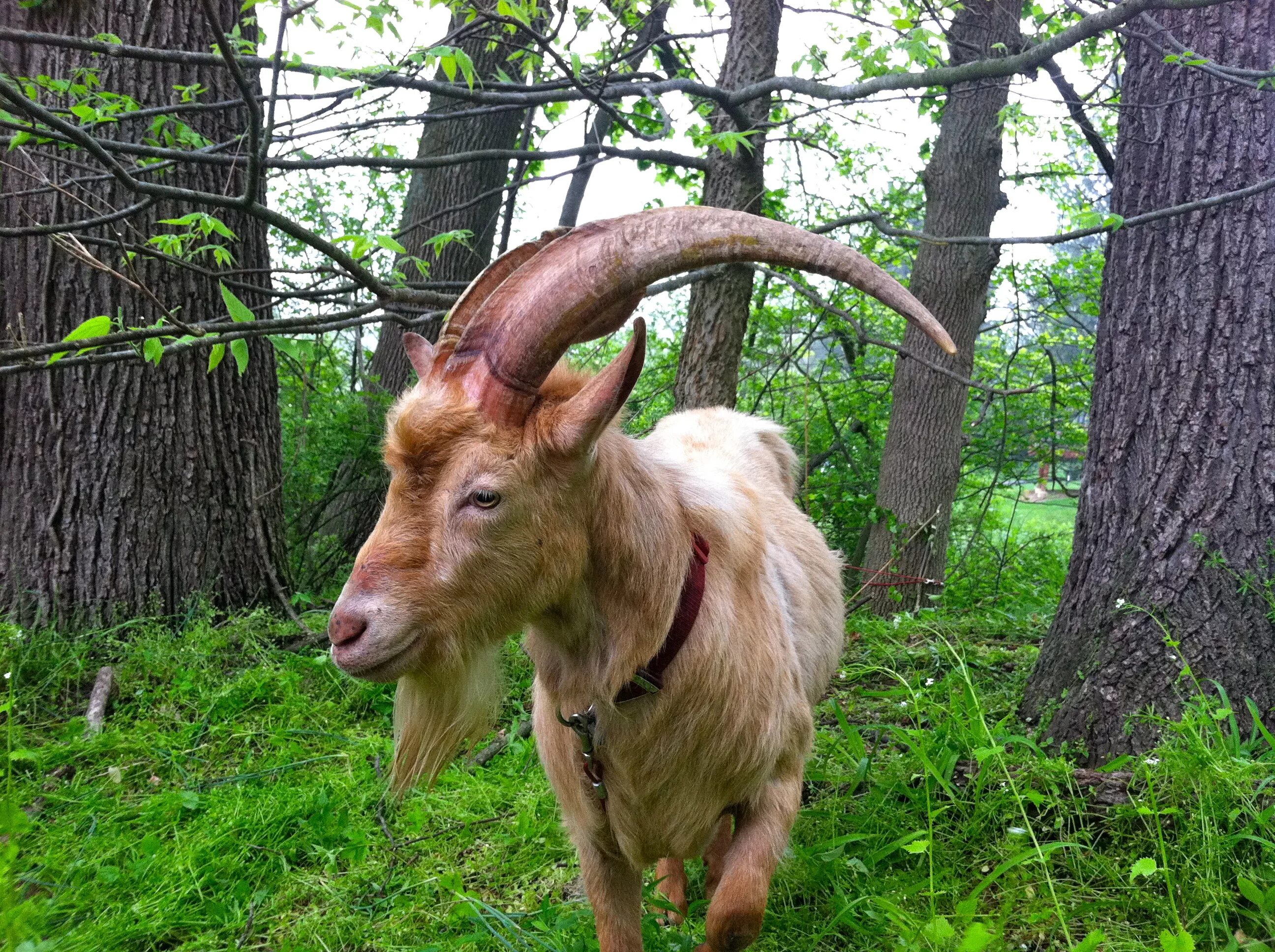Лесной козел фото Free Images : nature, forest, field, animal, cute, wildlife, goat, zoo, rural, g