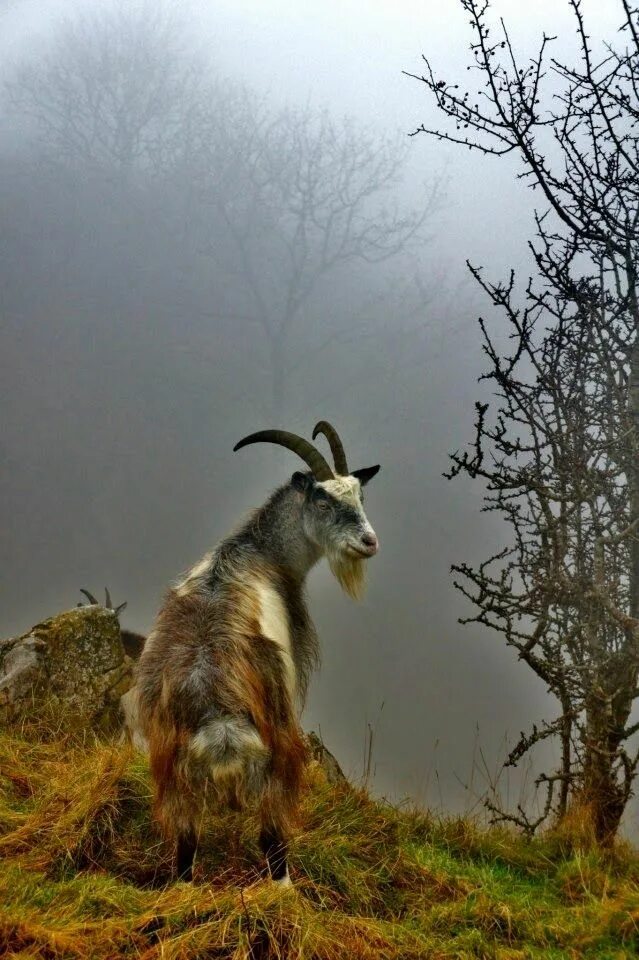 Лесной козел фото Mountain goat in forest Cute animals world Mountain goat, Goats, Animals
