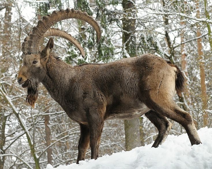Лесной козел фото cabra siberiana Alpine ibex, Ibex, Ibex goat
