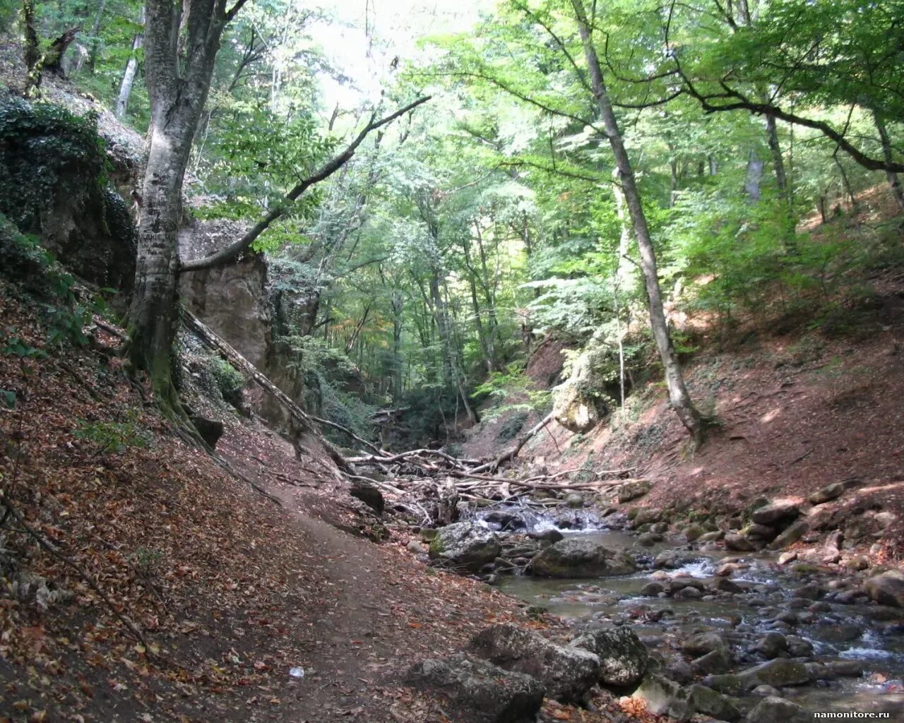 Лесной крым фото The Crimean wood, forest, nature, Russia x - Wallpapers, photografies, photo-wal