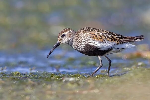 Лесной кулик фото Blackhead (Calidris alpina) Leningrad Oblast, July 2022 Author: Andrej Ivanov 20