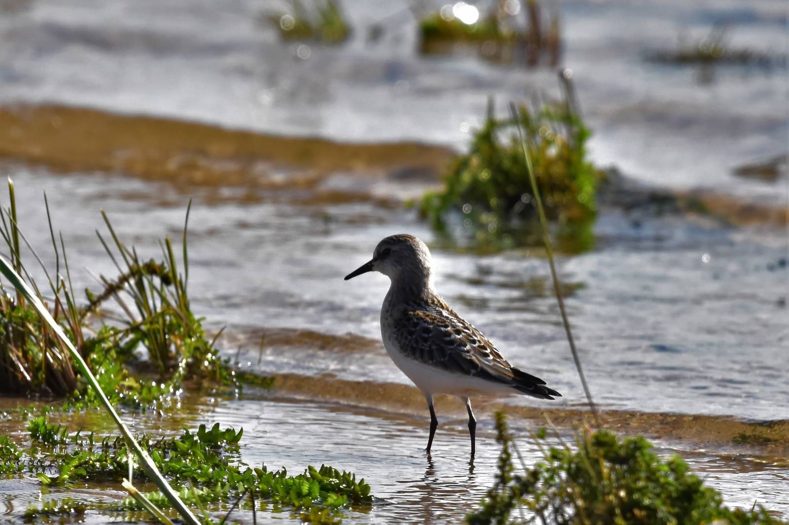 Лесной кулик фото Little Stint (Calidris minuta). Birds of Siberia.