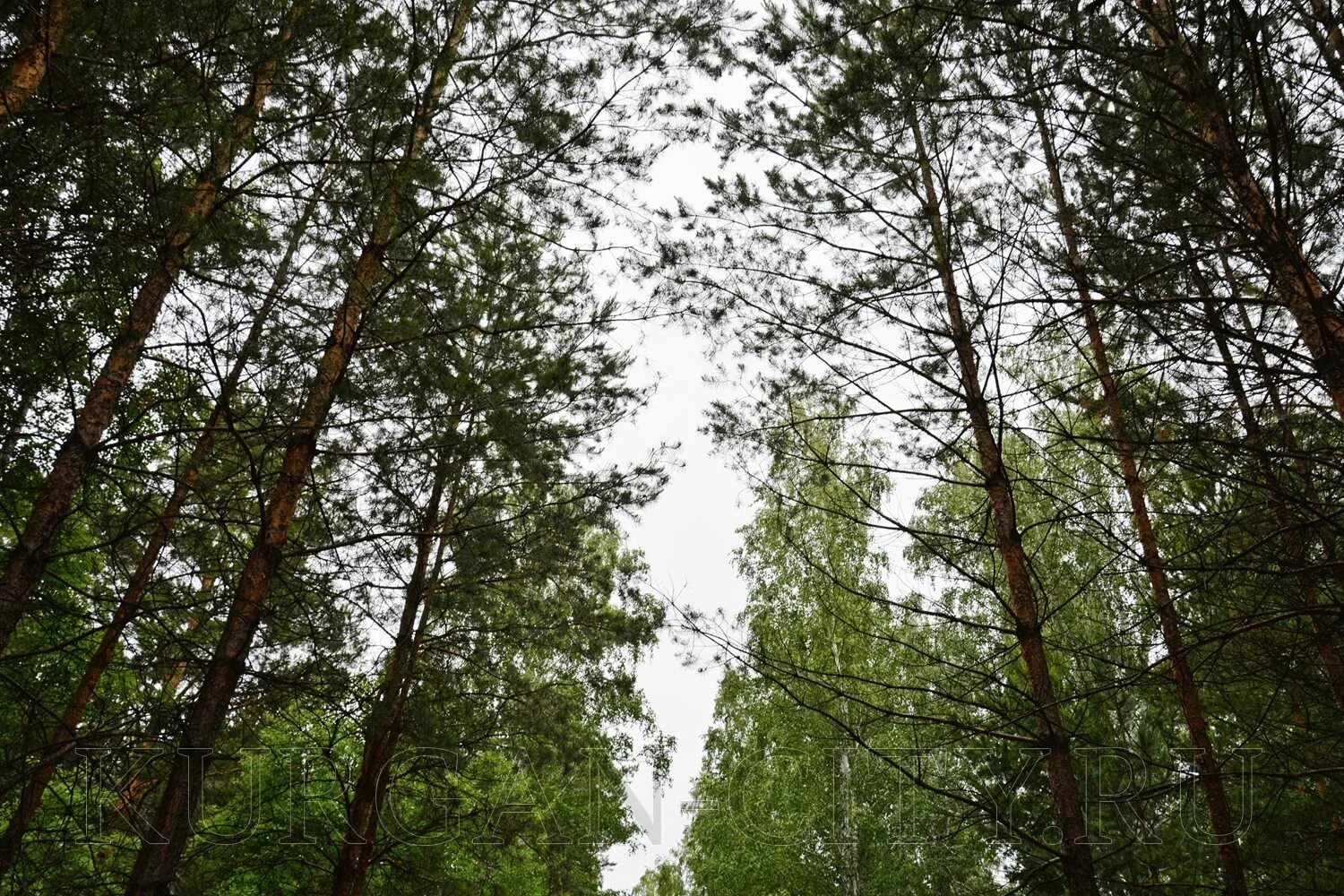 Лесной курганская ул 4а фото Глава города Андрей Потапов: МБУ "КурганЛес" успешно выполняет комплекс мероприя