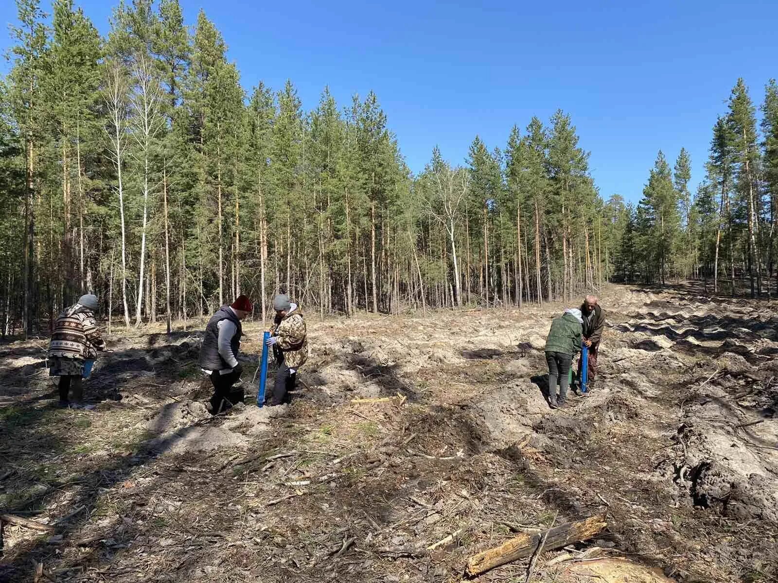 Лесной курганская ул 4а фото и видео В новоспасском лесу завершена посадка