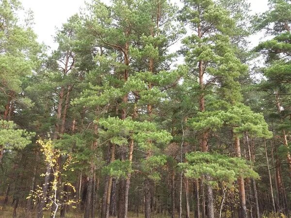 Лесной курганская ул 4а фото и видео Посещение лесов курган