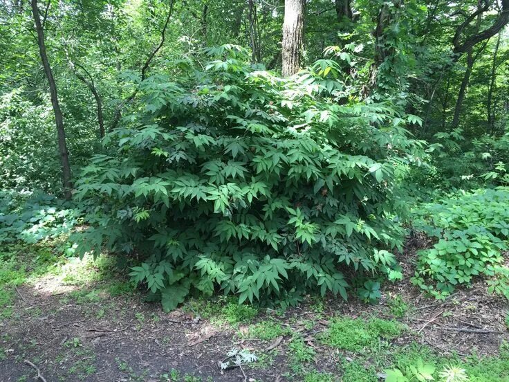 Лесной куст фото Image result for shrubs bushes plants forest Bushes and shrubs, Shrubs, Nature p